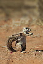 Cape Ground Squirrel (Xerus inauris) feeding, Tswalu Game Reserve, South Africa