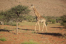 South African Giraffe (Giraffa giraffa giraffa), Tswalu Game Reserve, South Africa