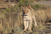 African Lion (Panthera leo) sub-adult female, Mountain Zebra National Park, South Africa