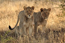 African Lion (Panthera leo) sub-adult males, Mountain Zebra National Park, South Africa
