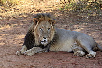 African Lion (Panthera leo) male, Tswalu Game Reserve, South Africa