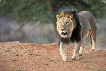 African Lion (Panthera leo) male, Tswalu Game Reserve, South Africa
