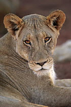 African Lion (Panthera leo) female, Tswalu Game Reserve, South Africa
