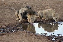 African Lion (Panthera leo) male and female drinking at waterhole, Tswalu Game Reserve, South Africa