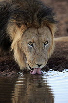African Lion (Panthera leo) male drinking at waterhole, Tswalu Game Reserve, South Africa