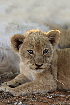 African Lion (Panthera leo) six week old cub, Tswalu Game Reserve, South Africa