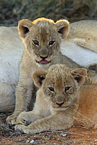 African Lion (Panthera leo) six week old cubs, Tswalu Game Reserve, South Africa