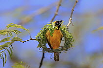 Masked-Weaver (Ploceus velatus) male weaving nest, Tswalu Game Reserve, South Africa