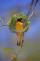 Masked-Weaver (Ploceus velatus) male weaving nest, Tswalu Game Reserve, South Africa