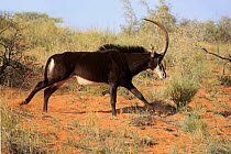Sable Antelope (Hippotragus niger) male running, Tswalu Game Reserve, South Africa