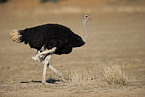 Ostrich (Struthio camelus) male, Mountain Zebra National Park, South Africa