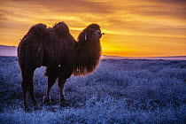 Bactrian Camel (Camelus bactrianus) in winter at sunset, Gobi Desert, Mongolia