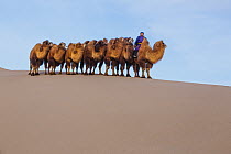 Bactrian Camel (Camelus bactrianus) herd led by herder over dunes in winter, Gobi Desert, Mongolia