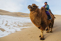 Bactrian Camel (Camelus bactrianus) with herder in winter, Gobi Desert, Mongolia