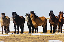 Mongolian Horse (Equus caballus) herd in winter, Gobi Desert, Mongolia