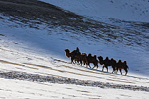 Bactrian Camel (Camelus bactrianus) herd led by herder over snow-covered dunes in winter, Gobi Desert, Mongolia