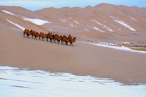Bactrian Camel (Camelus bactrianus) herd led by herder over snow-covered dunes in winter, Gobi Desert, Mongolia