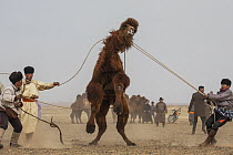 Bactrian Camel (Camelus bactrianus) herders wrangling camel during fair, Gobi Desert, Mongolia