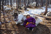 Caribou (Rangifer tarandus) slept on by Tsaatan child, Khovsgol, Mongolia
