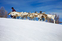 Caribou (Rangifer tarandus) herders leading herd in winter, Khovsgol, Mongolia