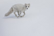 Arctic Fox (Alopex lagopus) running in snow, Spitsbergen, Svalbard, Norway