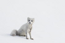 Arctic Fox (Alopex lagopus) in snow, Spitsbergen, Svalbard, Norway