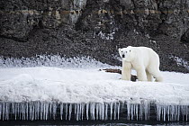 Polar Bear (Ursus maritimus) on shore, Spitsbergen, Svalbard, Norway