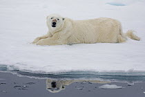 Polar Bear (Ursus maritimus) on ice floe, Spitsbergen, Svalbard, Norway