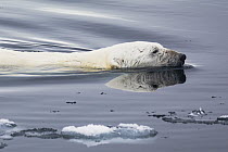 Polar Bear (Ursus maritimus) swimming, Spitsbergen, Svalbard, Norway