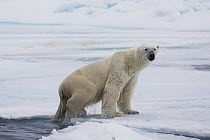 Polar Bear (Ursus maritimus) emerging from water, Spitsbergen, Svalbard, Norway