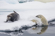 Polar Bear (Ursus maritimus) hunting Bearded Seal (Erignathus barbatus) pup, Spitsbergen, Svalbard, Norway