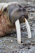 Walrus (Odobenus rosmarus) bull, Spitsbergen, Svalbard, Norway