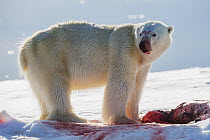 Polar Bear (Ursus maritimus) feeding on Bearded Seal (Erignathus barbatus) kill, Spitsbergen, Svalbard, Norway