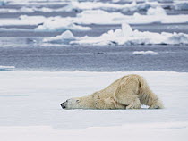 Polar Bear (Ursus maritimus) cooling off, Spitsbergen, Svalbard, Norway