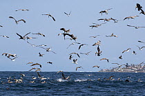 Brown Pelican (Pelecanus occidentalis) and gulls hunting Northern Anchovy (Engraulis mordax), Monterey Bay, California