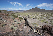 Common Chuckwalla (Sauromalus ater) in desert, Death Valley National Park, California