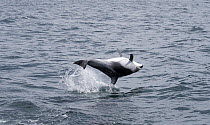 Pacific White-sided Dolphin (Lagenorhynchus obliquidens) jumping, San Diego, California