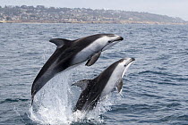 Pacific White-sided Dolphin (Lagenorhynchus obliquidens) pair jumping, San Diego, California