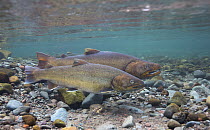 Bull Trout (Salvelinus confluentus) pair, Metolius River, eastern Oregon