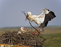 White Stork (Ciconia ciconia) landing with nest-building material, Extremadura, Spain