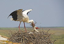 White Stork (Ciconia ciconia) pair building nest, Extremadura, Spain