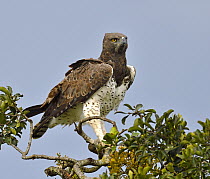 Martial Eagle (Polemaetus bellicosus), Masai Mara, Kenya