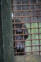 Chimpanzee (Pan troglodytes) in cage, Limbe Wildlife Centre, Cameroon