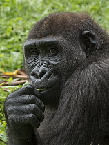 Western Lowland Gorilla (Gorilla gorilla gorilla) juvenile, Limbe Wildlife Centre, Cameroon