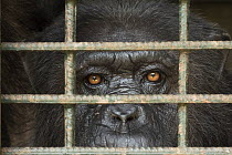 Chimpanzee (Pan troglodytes) in cage, Limbe Wildlife Centre, Cameroon
