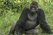 Western Lowland Gorilla (Gorilla gorilla gorilla) silverback, Limbe Wildlife Centre, Cameroon