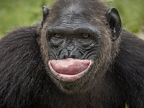 Chimpanzee (Pan troglodytes) in threat display, Limbe Wildlife Centre, Cameroon