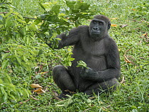 Western Lowland Gorilla (Gorilla gorilla gorilla) female feeding, Limbe Wildlife Centre, Cameroon