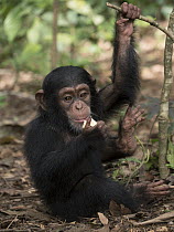 Chimpanzee (Pan troglodytes) 3 month old orphan Daphne feeding, Ape Action Africa, Mefou Primate Sanctuary, Cameroon