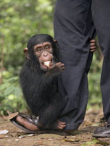 Chimpanzee (Pan troglodytes) orphan clinging to keeper while feeding, Mefou Primate Sanctuary, Cameroon
